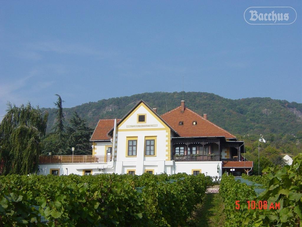Bacchus Apartman - Borbarlang, Badacsony Badacsonytomaj Zewnętrze zdjęcie